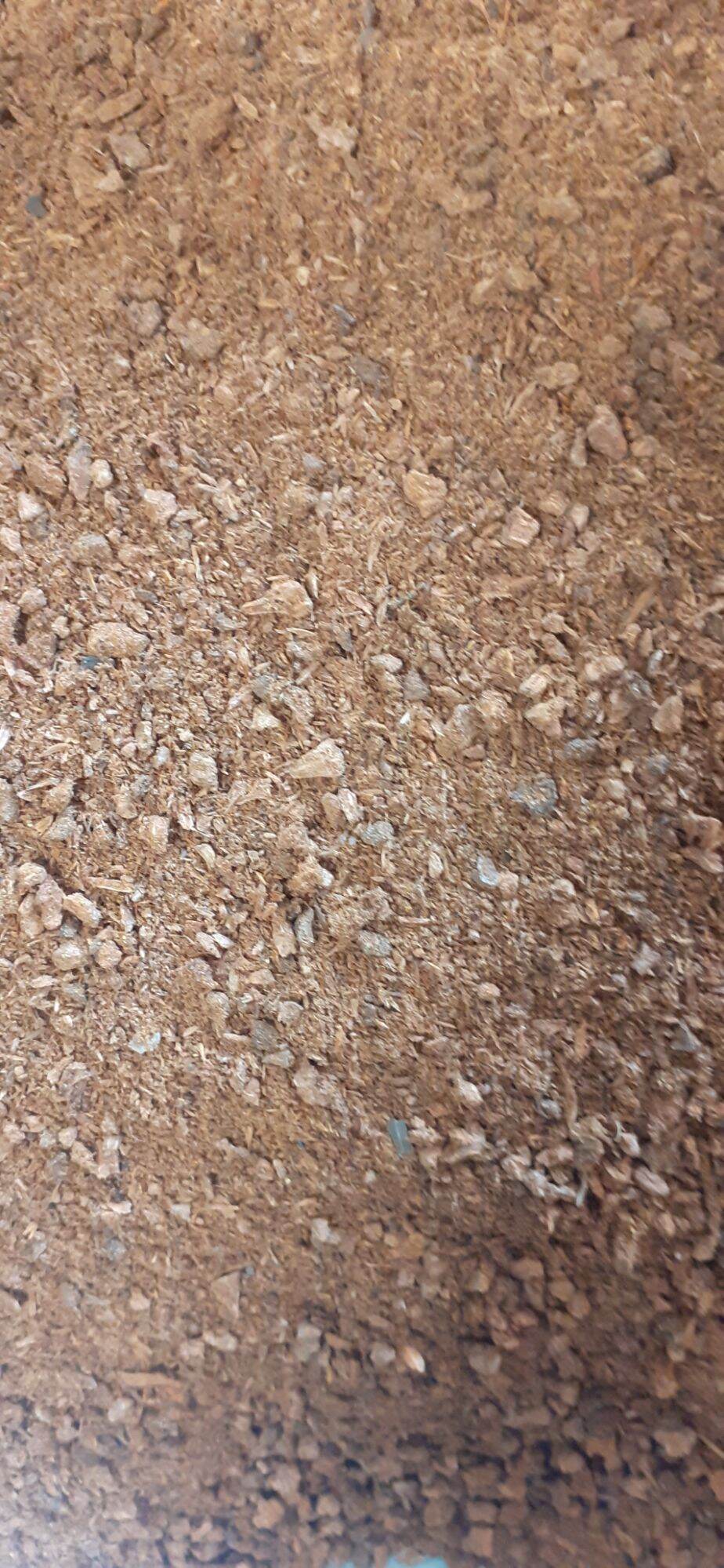 200gram hạt gáo vàng giống
