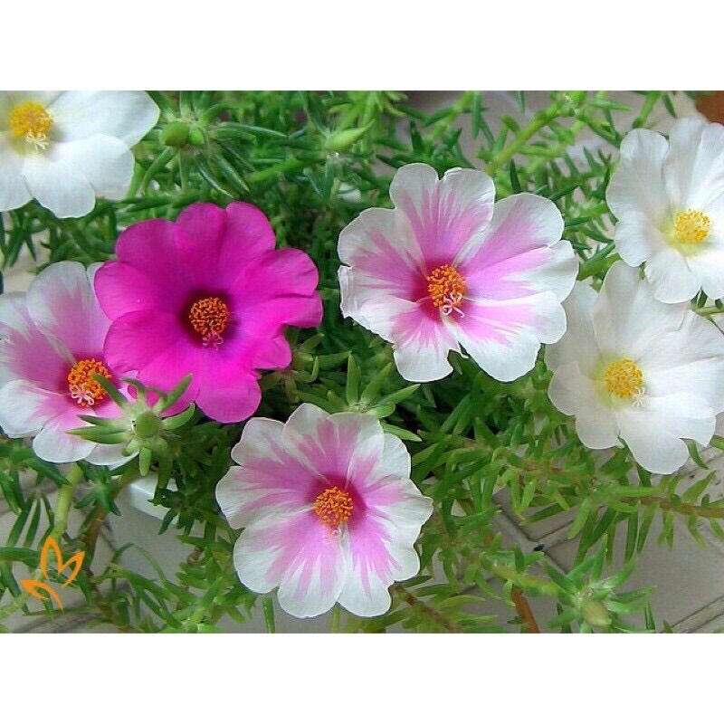 Chậu hoa 10 giờ nhiều màu