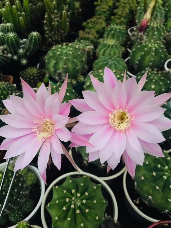 xương rồng Echino hàng hạt size 4-6cm