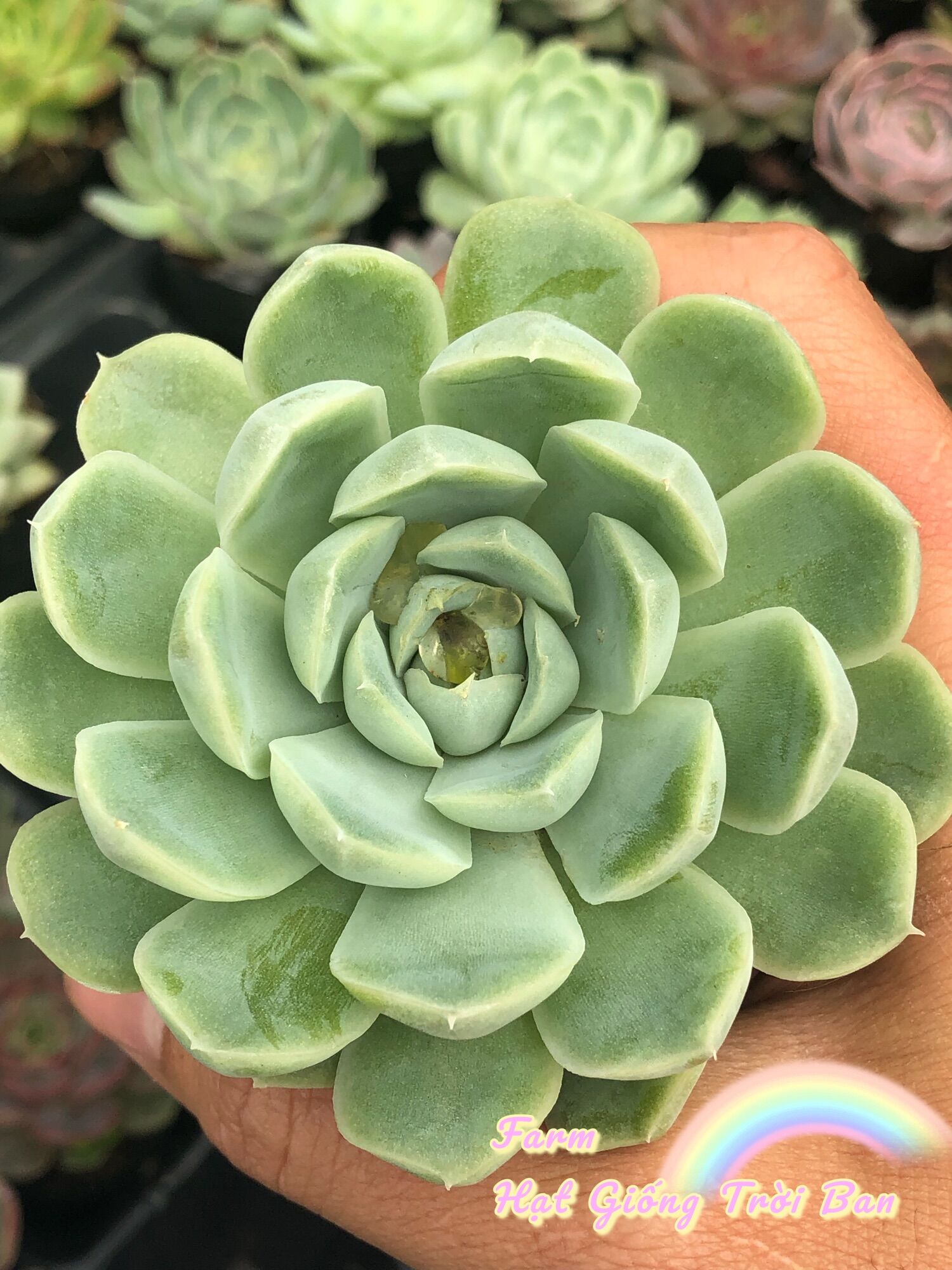 SEN ĐÁ SAO BĂNG SIZE 5-7 cm😘XUẤT VƯỜN ĐÀ LẠT 😍 ĐÃ THUẦN KHÍ HẬU 🤑 SỐ LƯỢNG CÓ HẠN 🤫