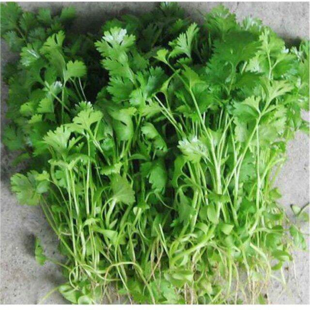 Hạt giống ngò rí - gói 20gr