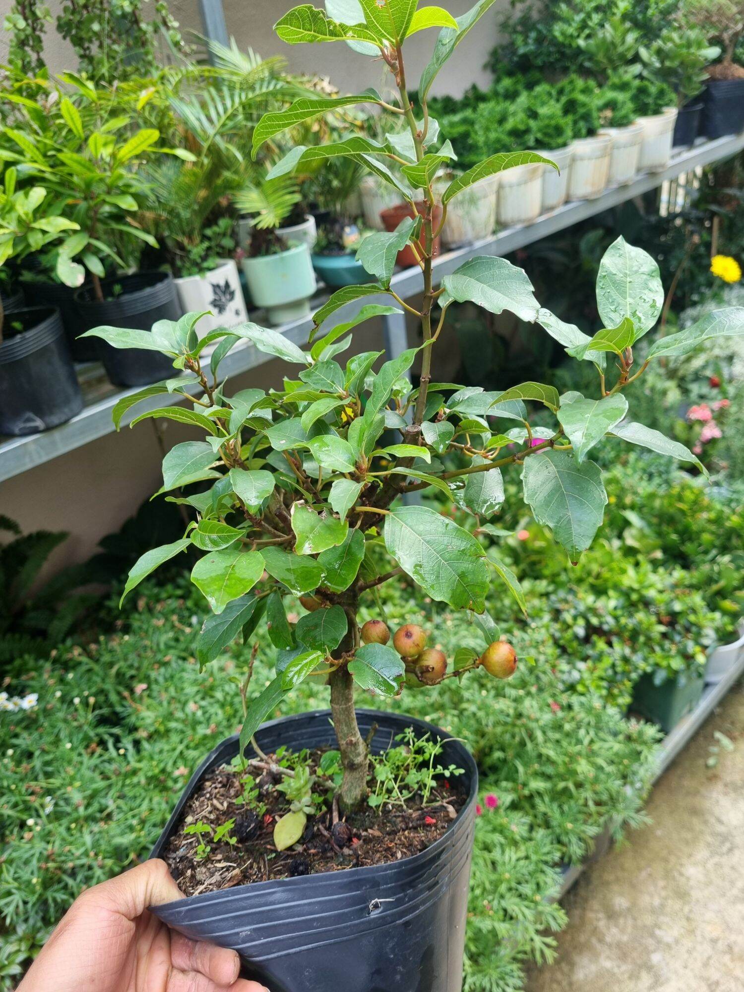 Sung ăn quả - Cây đang bắt đầu cho trái ( Ficus racemosa )