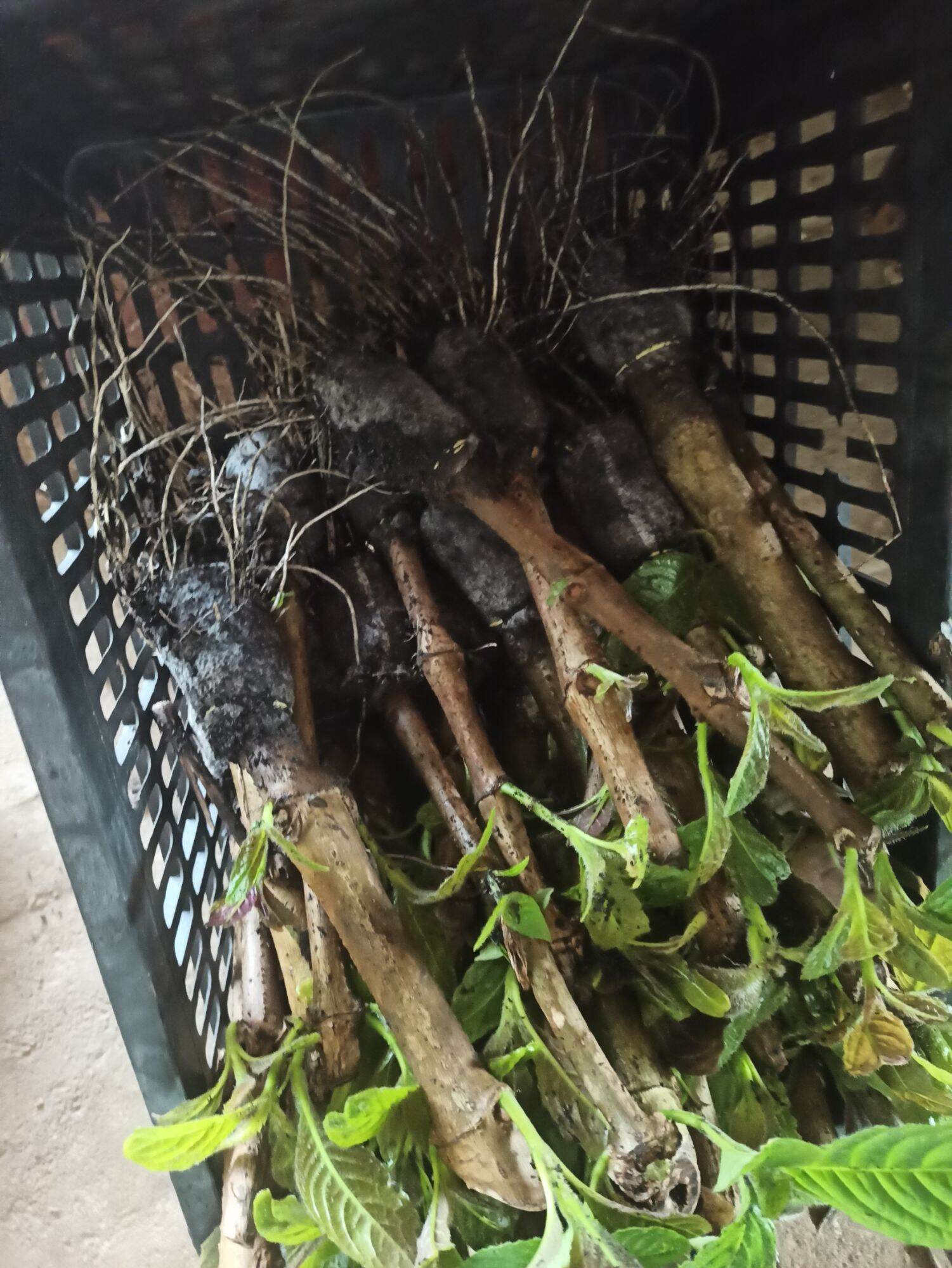 CHÈ KHỔNG LỒ HAY GỌI LÀ CHÈ ĐẠI ( đơn 30 bầu ra rễ và mầm đẹp).
