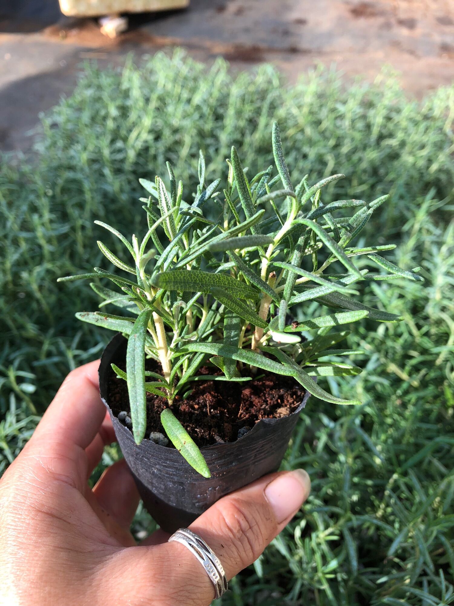 Cây Hương Thảo