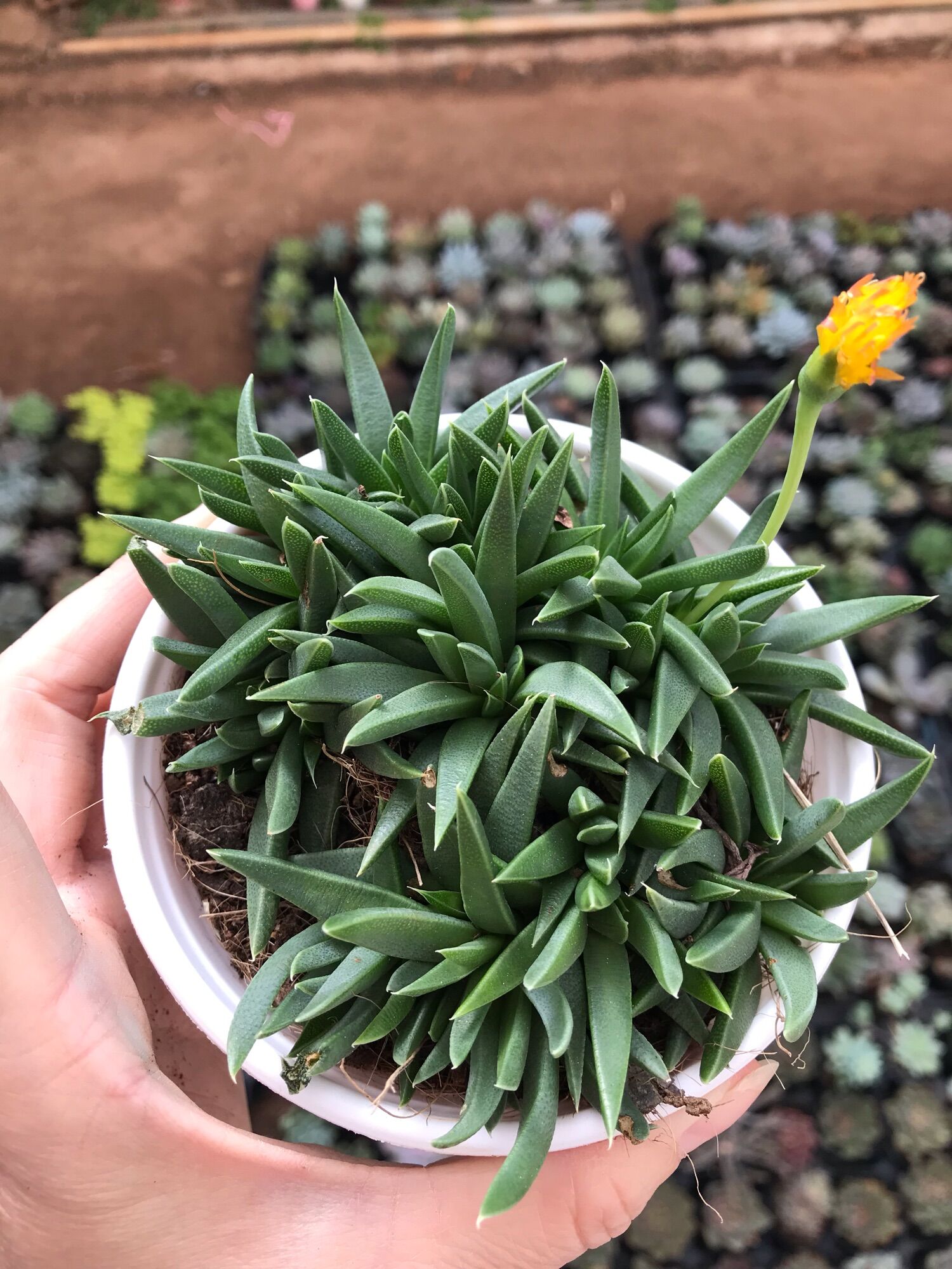 Sen đá cỏ ngọc cute size trung