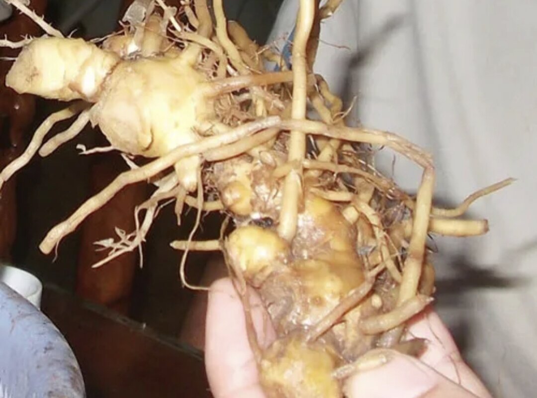 500g Gừng gió tươi