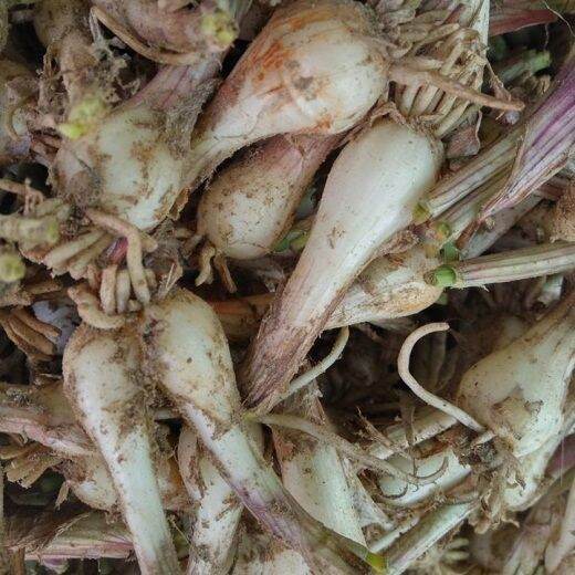 Củ kiệu huế 500g