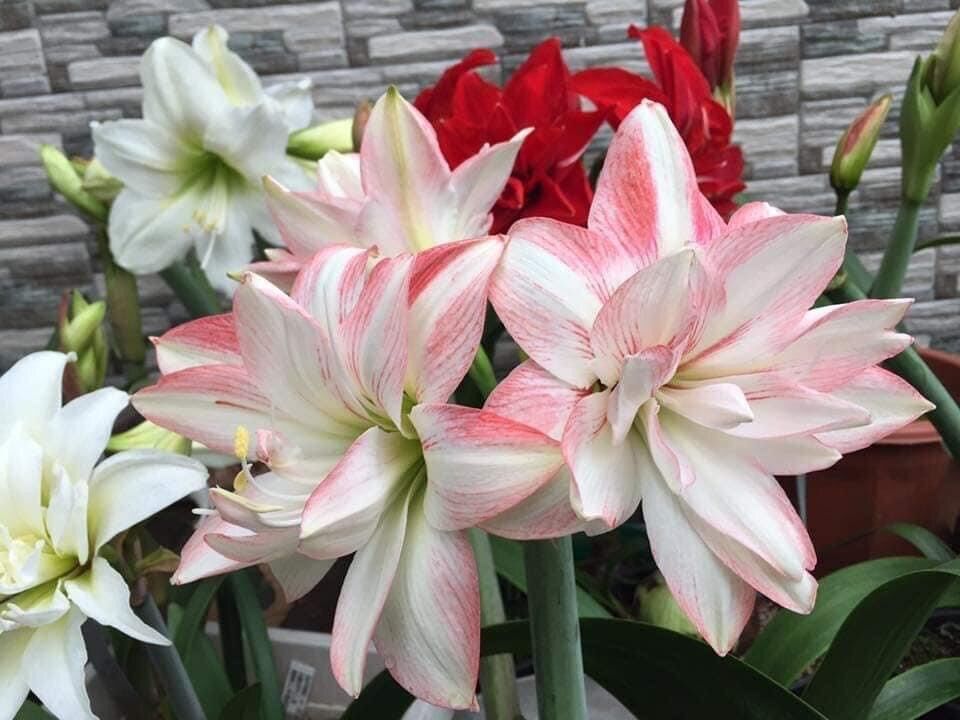 Củ Hoa Lan Huệ Kép(5 củ)
