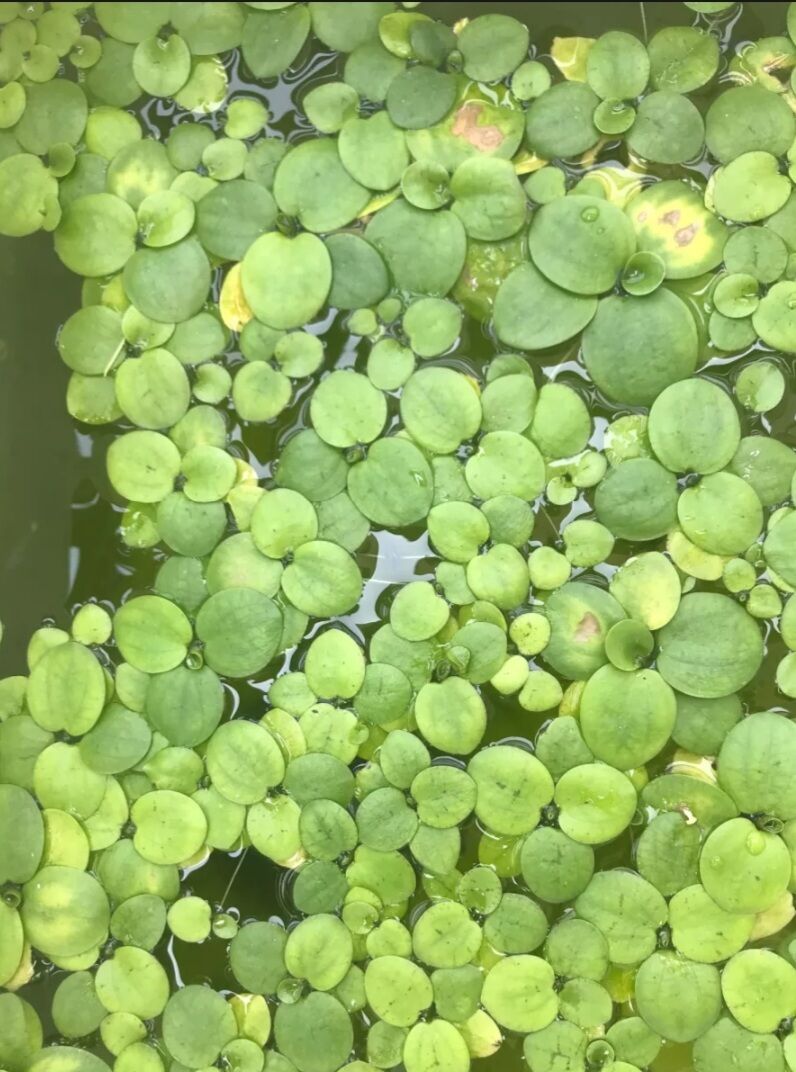 Bèo nhật thủy sinh