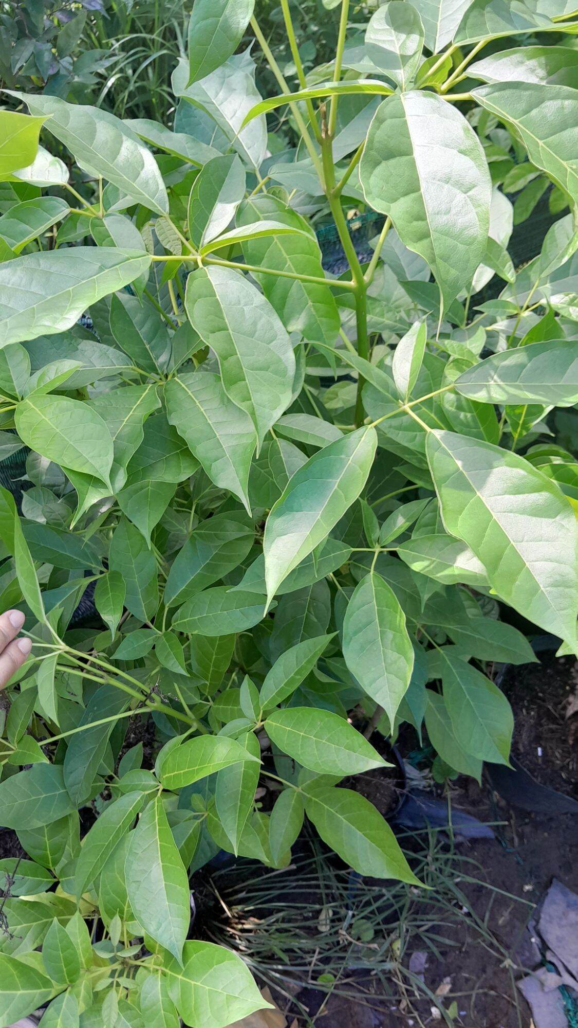 Cây kèn hồng cao 1m. cây đẹp như hình