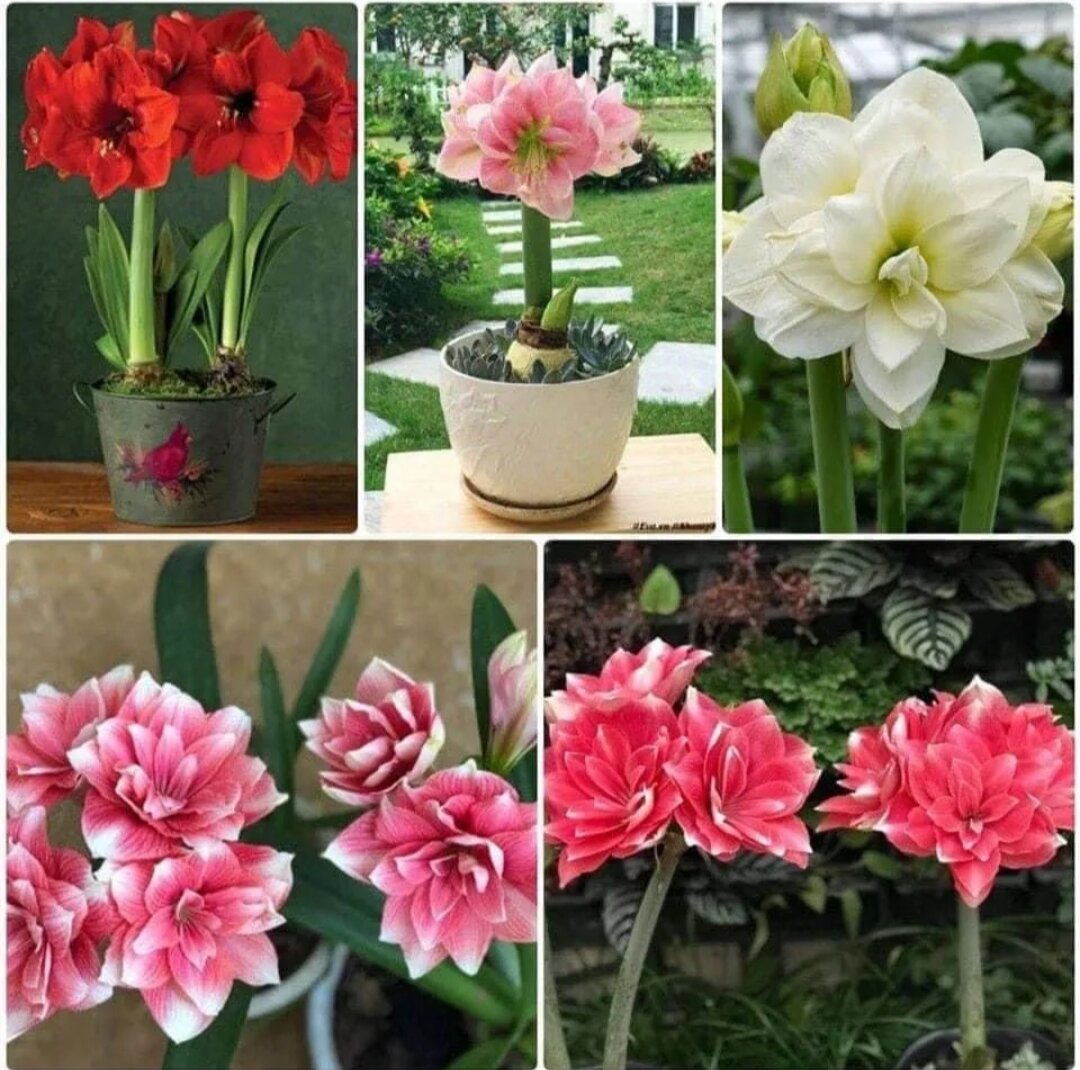 Hoa Lan huệ kép (2 củ)