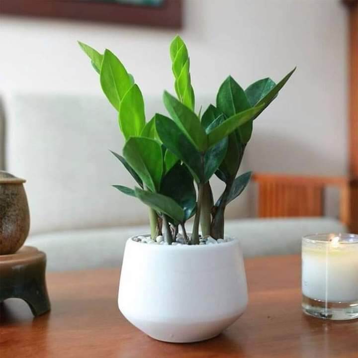 Cây kim tiền mini trồng chậu sứ màu trắng.