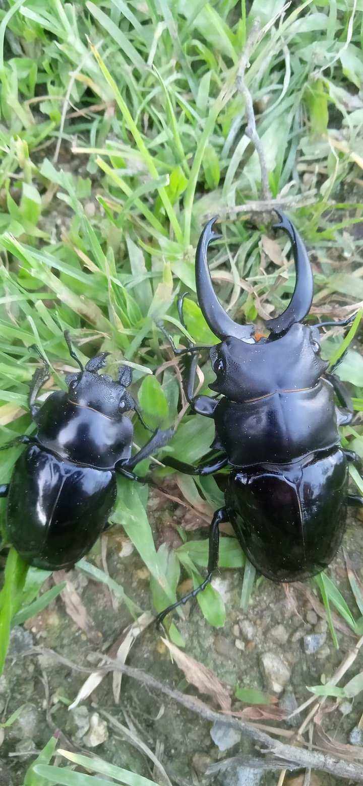 Bọ cánh cứng Kiến vương, tê giá.c, bọ 2 sừng, 3 sừng, 5 sừng