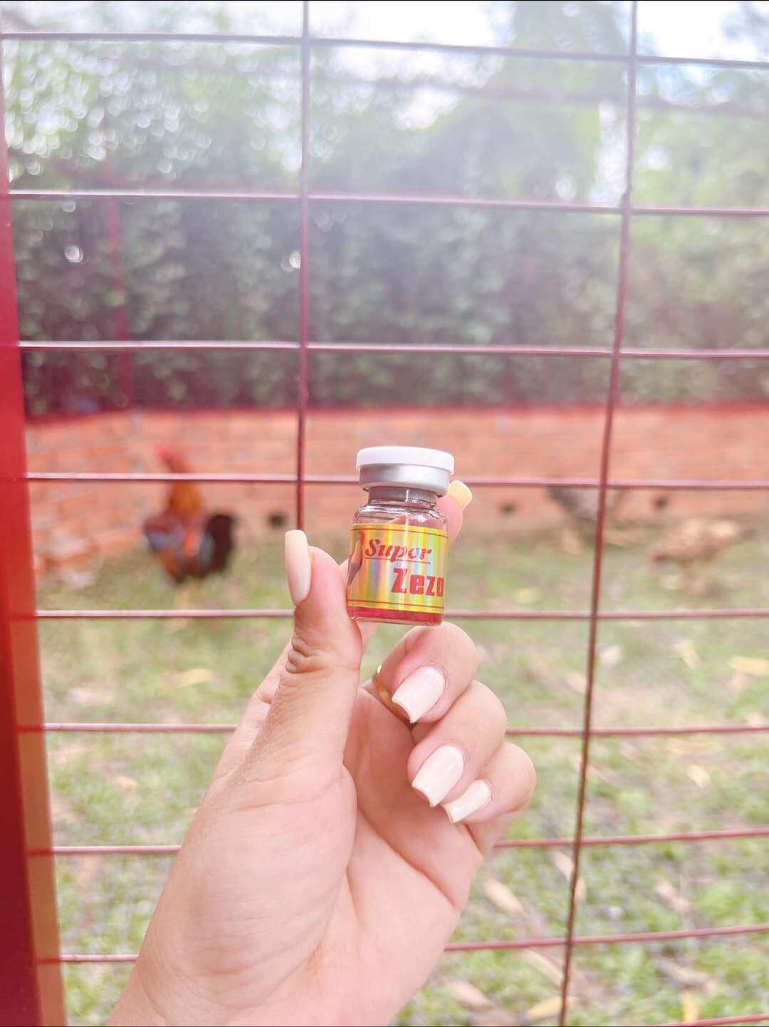 Zezo: Té gió, bại liệt, cúm chân gà đá