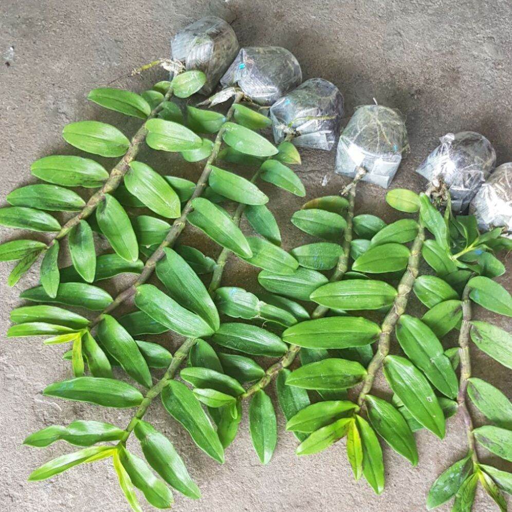 2 chậu phi điệp di linh xuân thân mập khỏe. dễ hoa dễ trồng hoa thơm