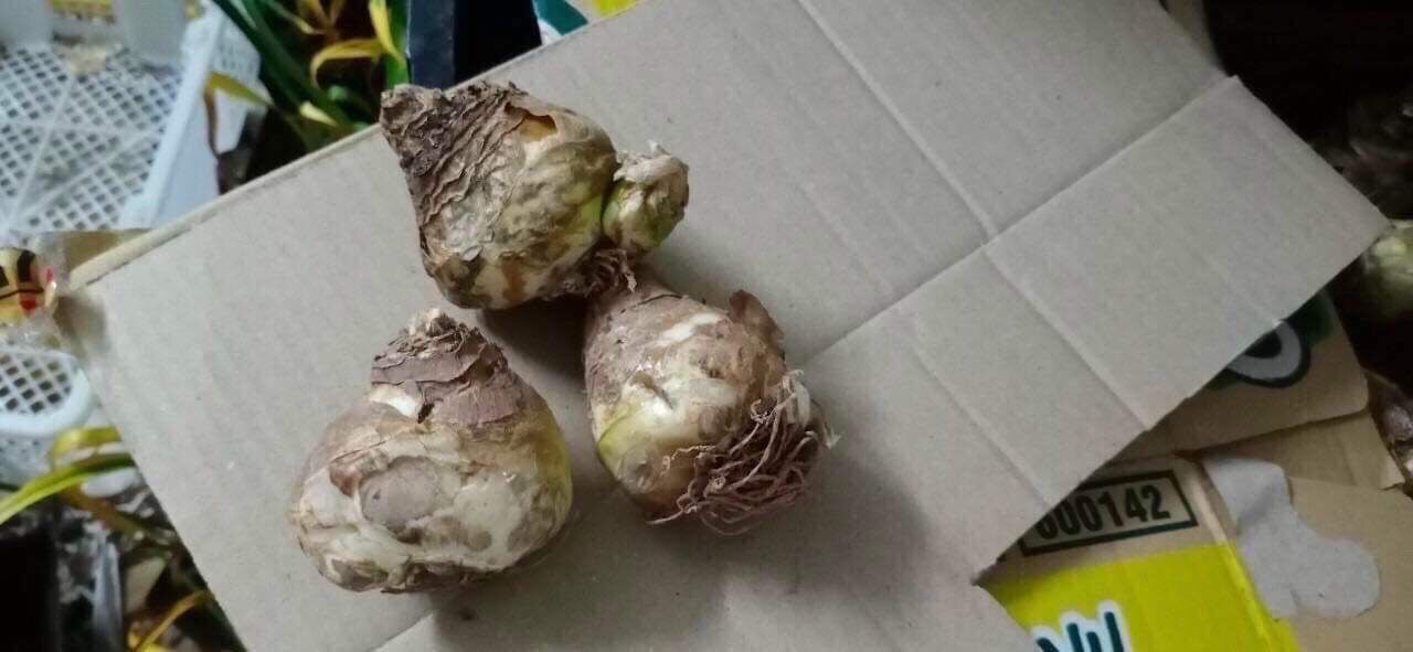 Củ Hoa Thiên Nga Mắt Ngọc(Combo 5 củ tặng kèm phân bón)