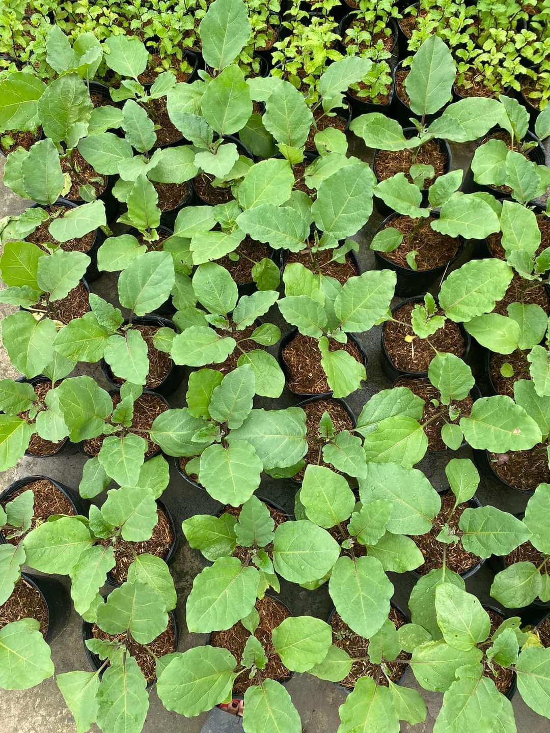 cây giống cà tím.