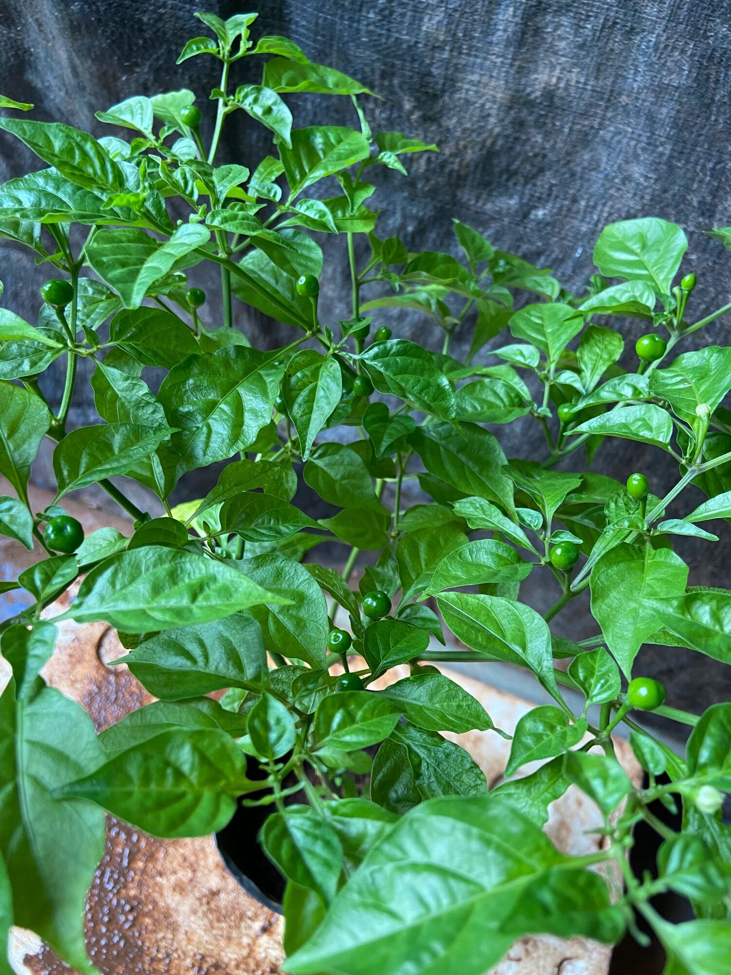 Cây ớt charapita (cây đang hoa trái)