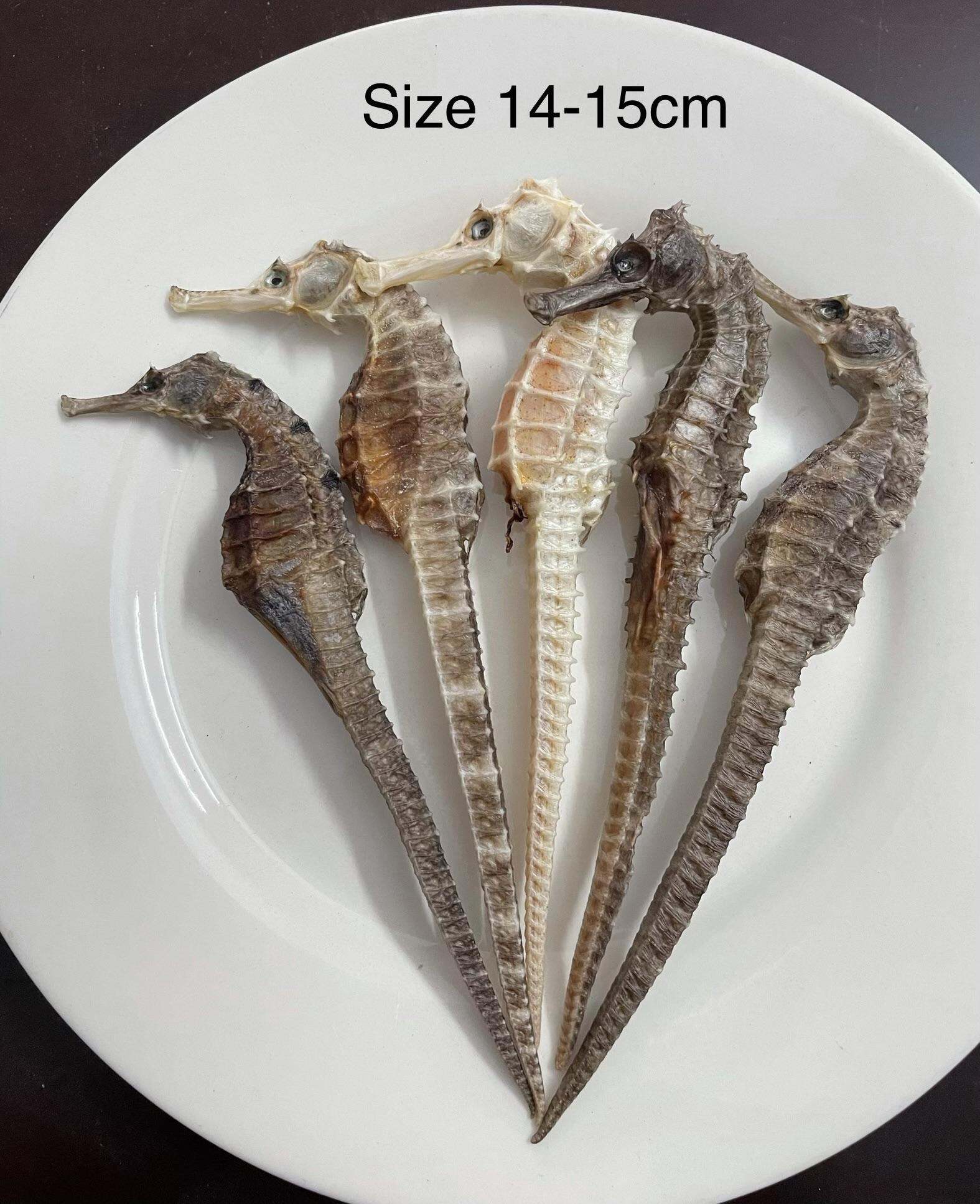 1 con Cá ngựa khô size 13cm-15cm