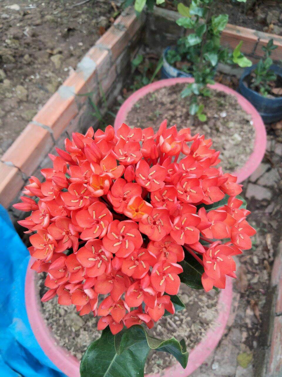 cây giống phụng hoàng lửa