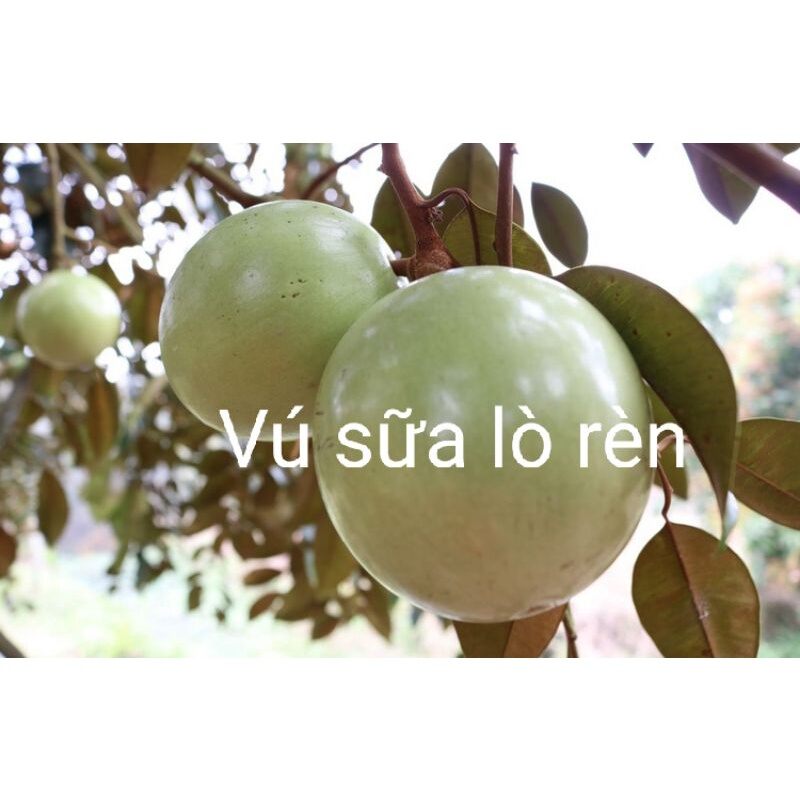 CÂY GIỐNG VÚ SỮA LÒ RÈN