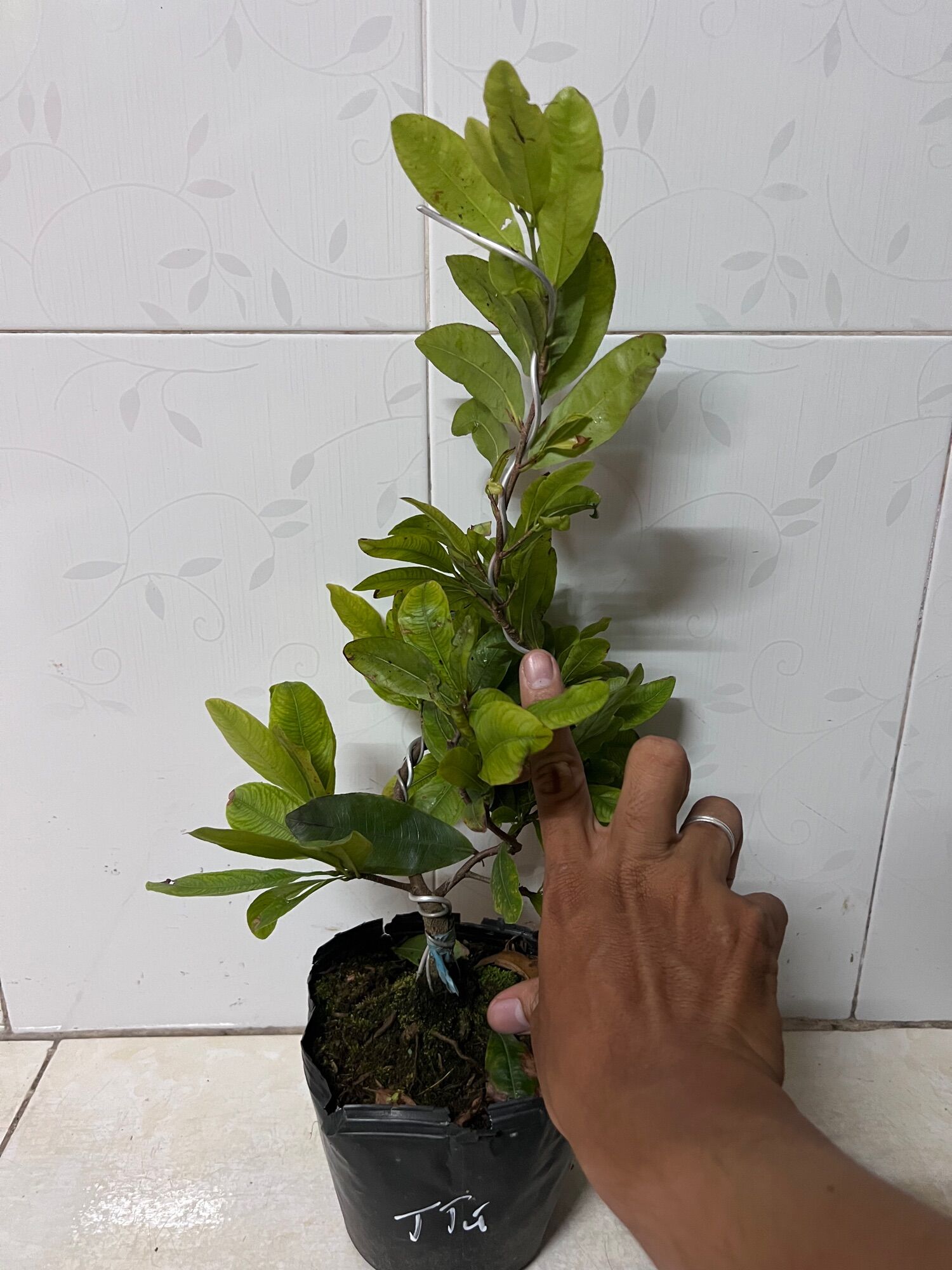 Hoa Thanh Mai cây ghép chuẩn