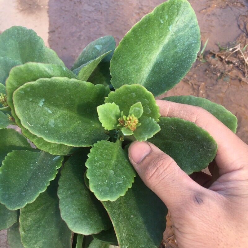 Cây sống đời kép nhiều màu