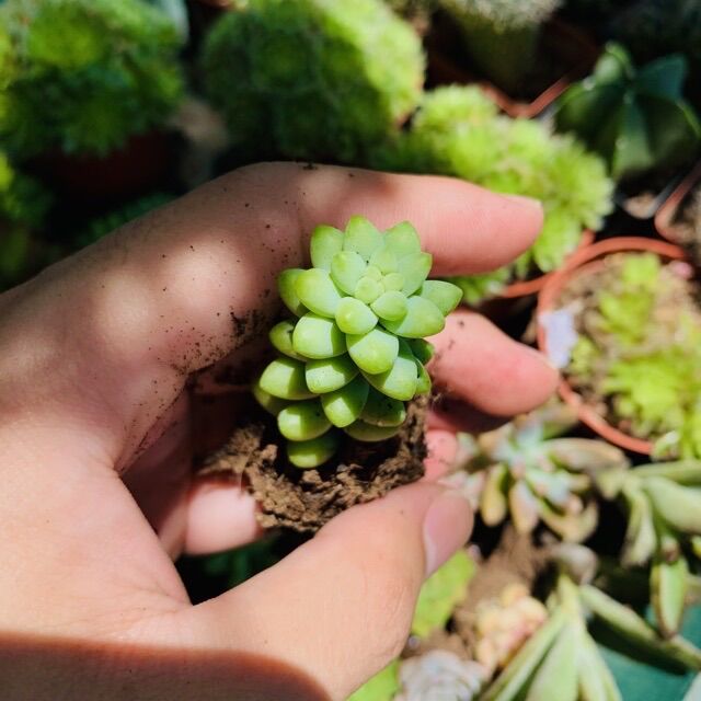 SEN ĐÁ CHUỖI NGỌC BI SIZE MINI KHOẺ ĐẸP LỖI 1 ĐỔI 1