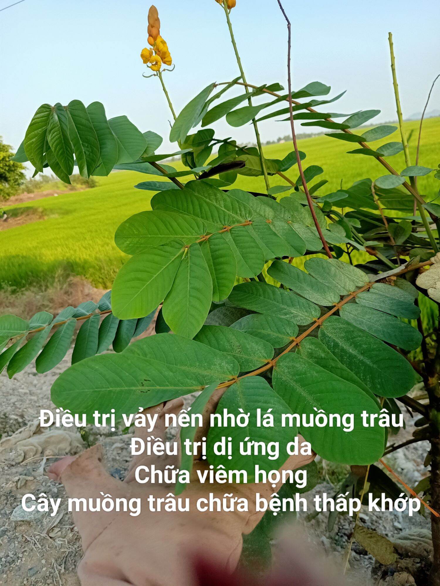 1kg lá muồng trâu tươi