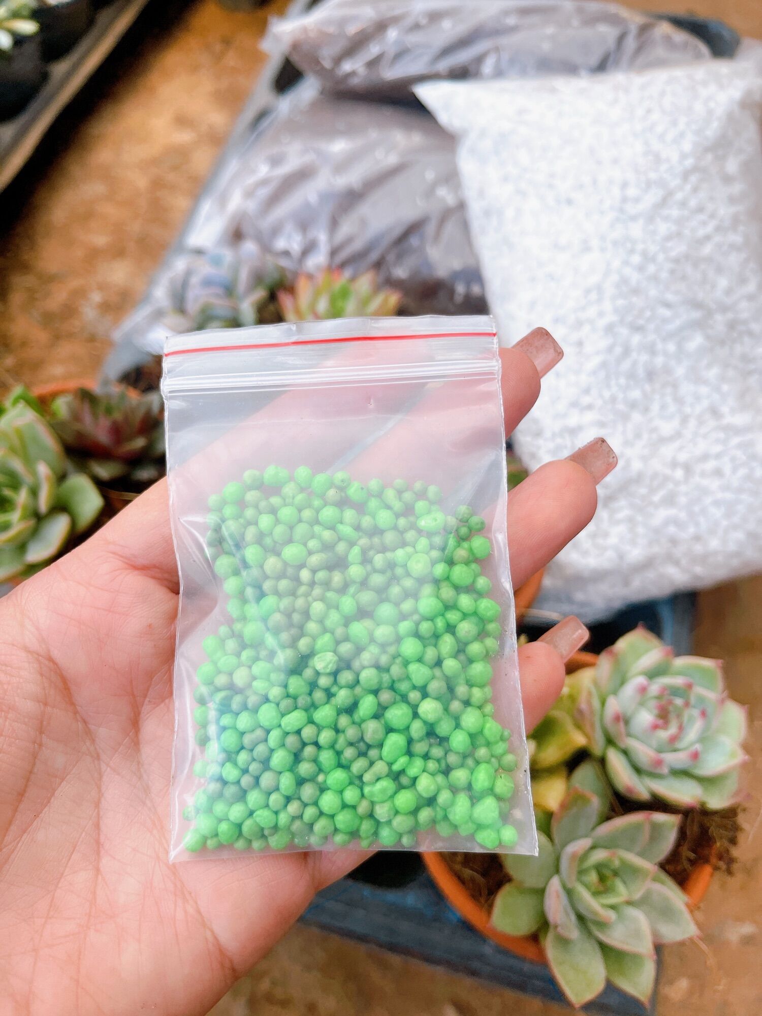 Combo 15 cây sen đá siêu tiết kiệm (sen đá, đất , chậu,đá, bộ dụng cụ làm vườn mini)