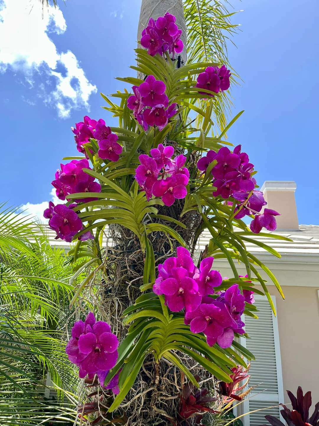 Hoa lan vanda trưởng thành màu sổ số