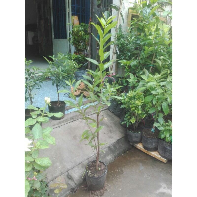 Cây Vối nếp thơm, uống ngon