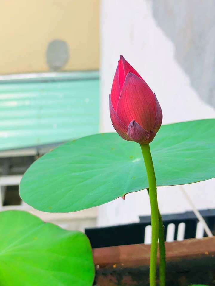 Củ giống sen đỏ drop