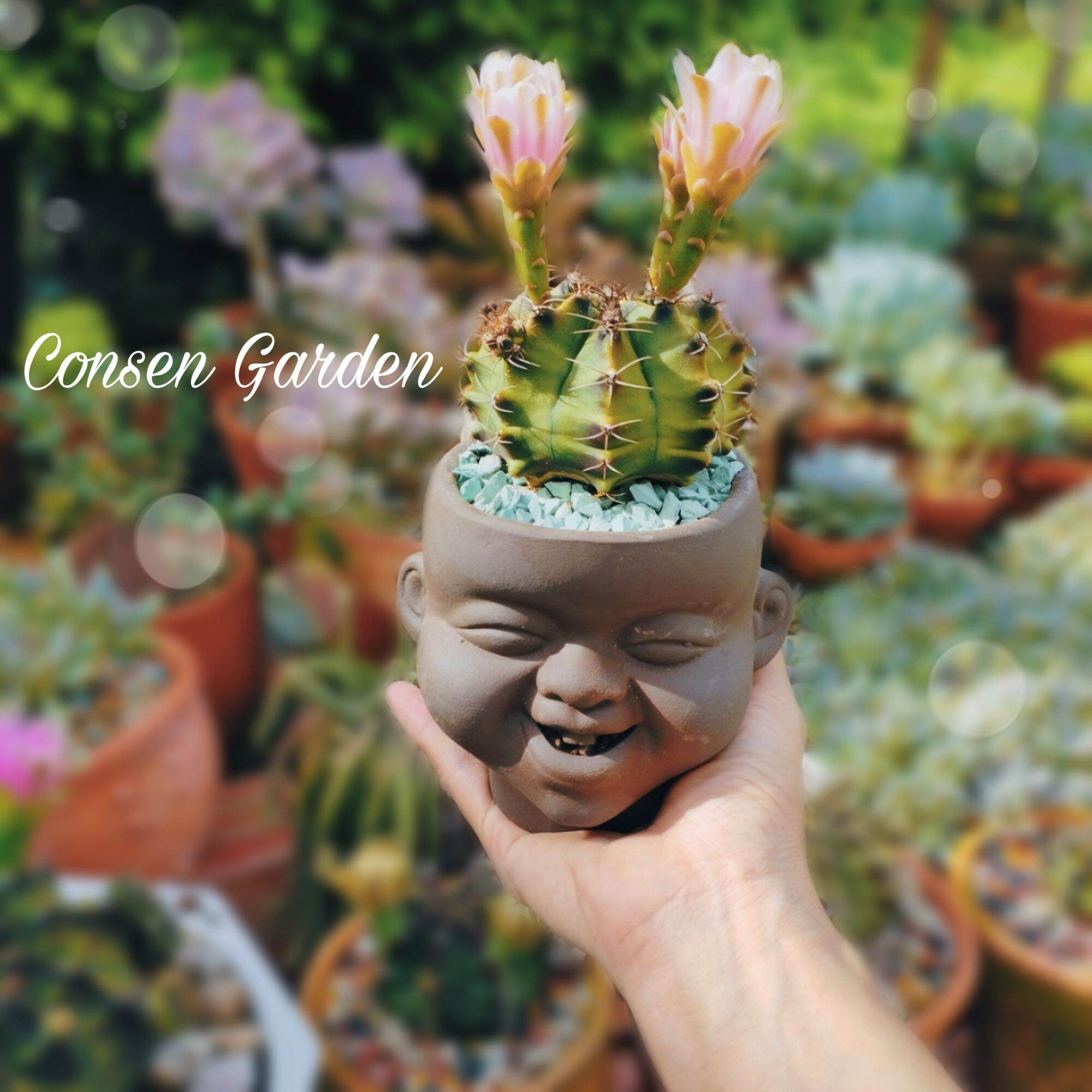 Chậu đất nung tý sún mini
