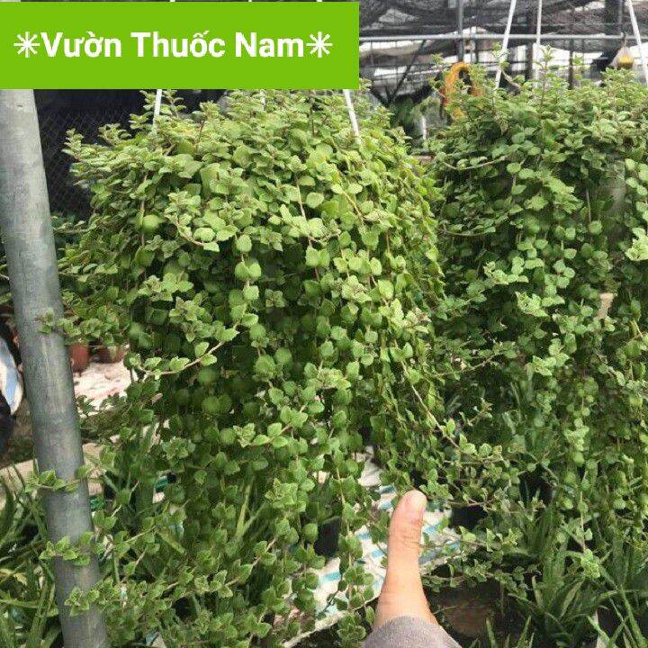 Combo 20 cành giống dài 20 cm cây vảy rồng rất dễ trồng