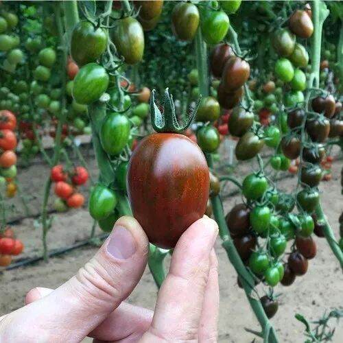 Hạt giống cà chua socola