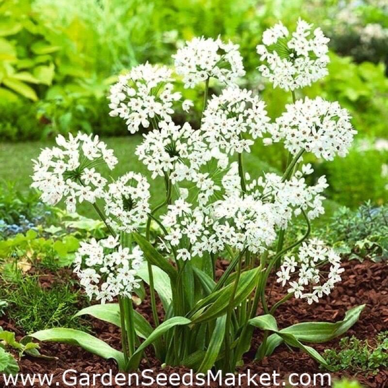 củ hoa alium