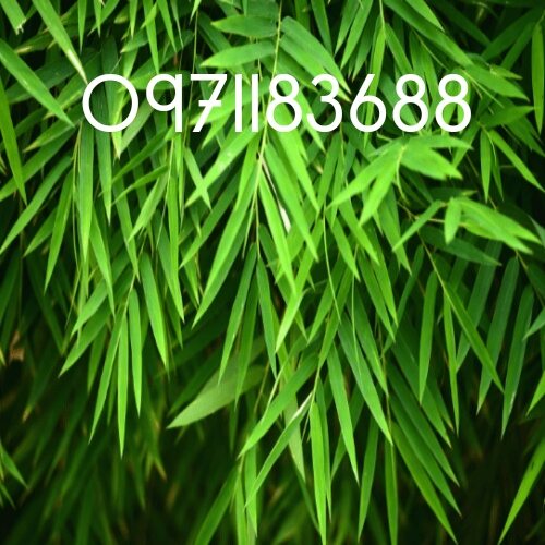 01kg lá tre gai tươi lh 0971183688