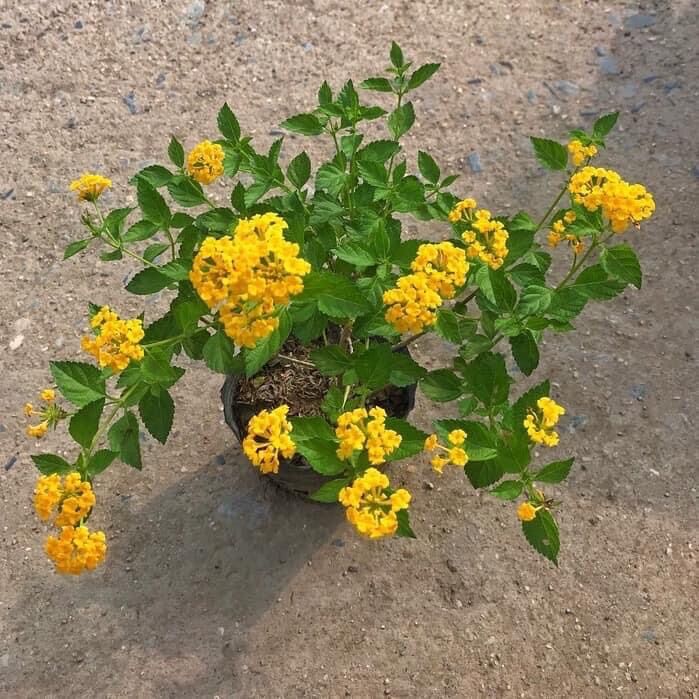 Cây hoa ngũ sắc rủ