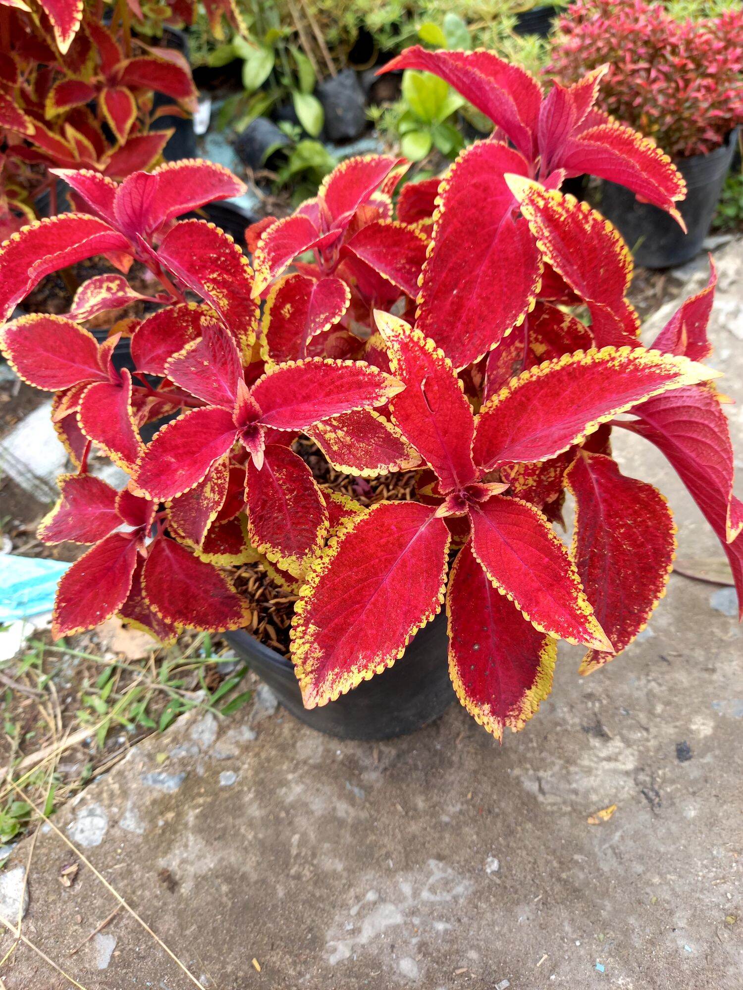 cây lá gấm đỏ
