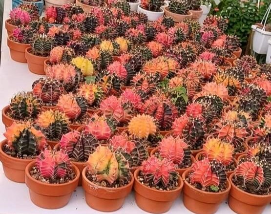 Xương rồng var, nhiều màu đẹp, dùng làm cây để bàn treo bacon đều đẹp, (giao cây không giao chậu)