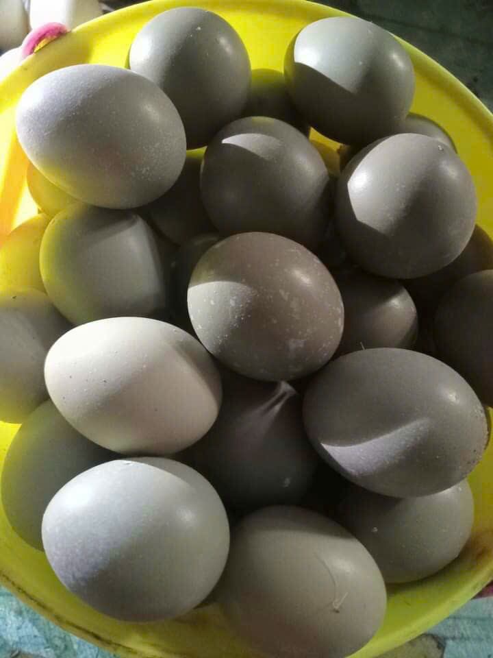 10 trứng chim trĩ ăn nhà nuôi