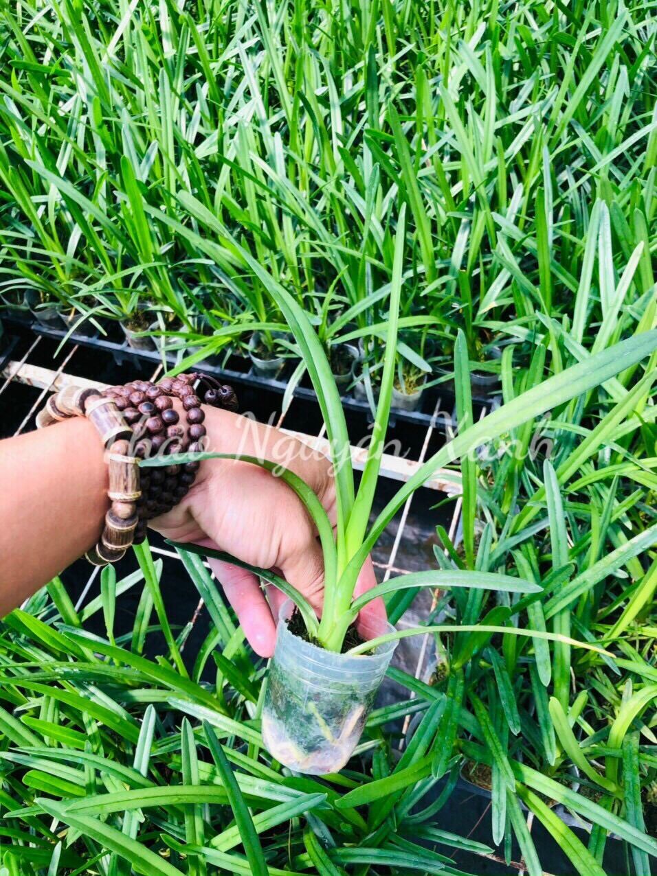 Kiếm Xanh Huế Gieo Hạt Cây Con Siêu Đẹp