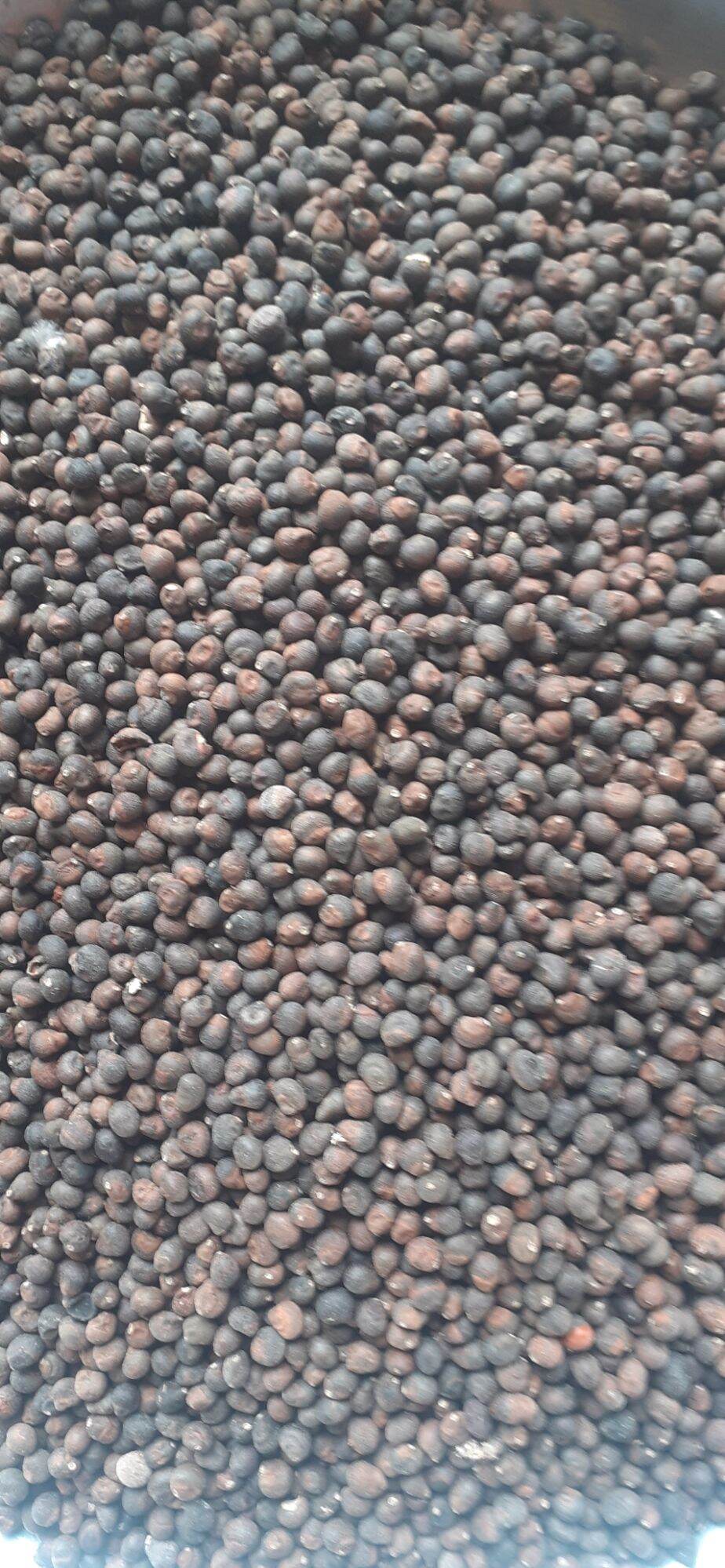 750gram hạt giống cây bông gòn