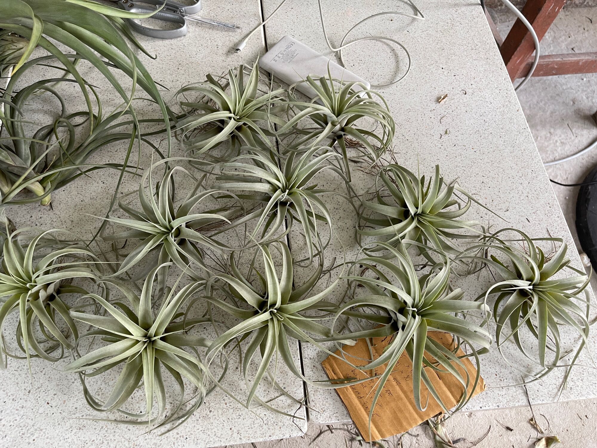 Cây không khí xerographica mini