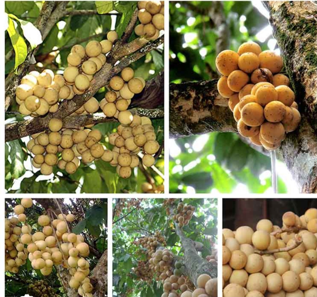 CÂY GIỐNG BÒN BON THÁI