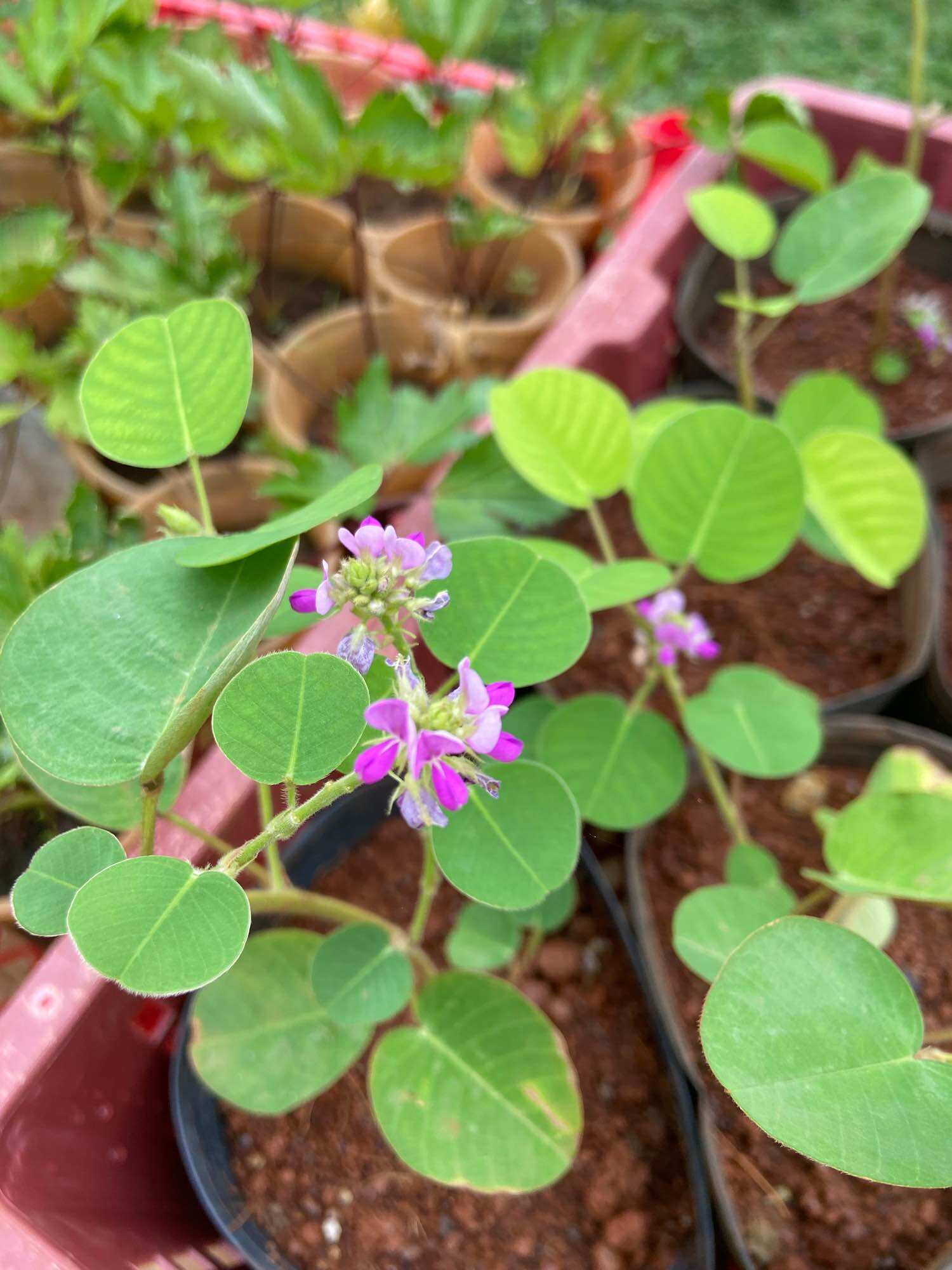 Cây giống kim tiền thảo