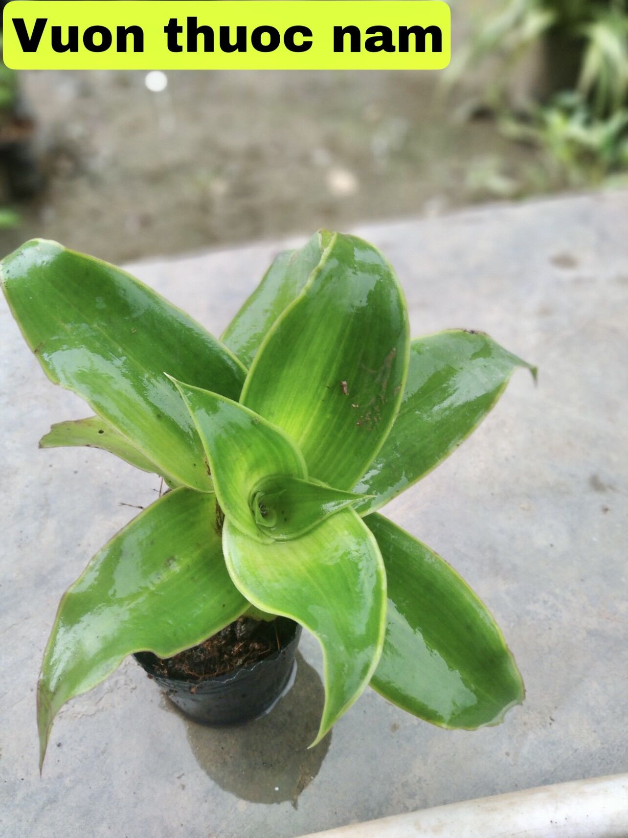 Bầu giông cây lược vàng cây giống lược vàng làm dược liệu