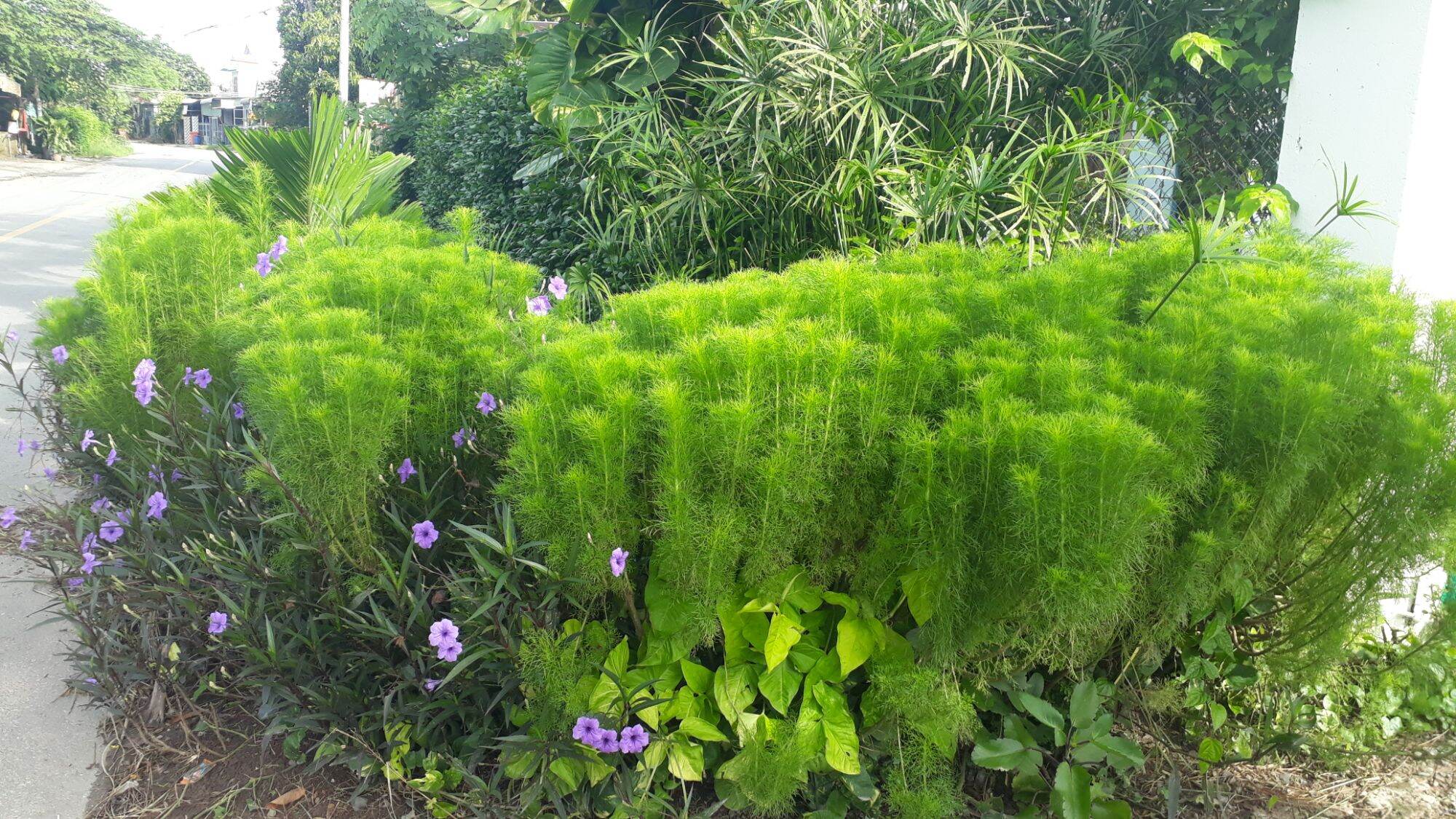 Giống thì là thân gỗ