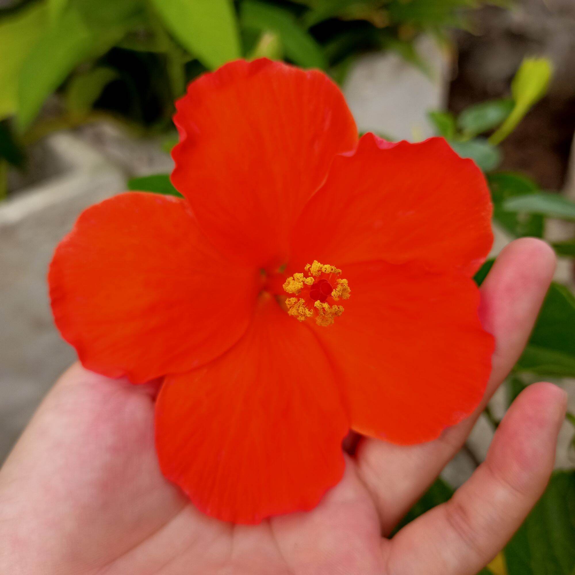 Chậu cây hoa dâm bụt đơn cam
